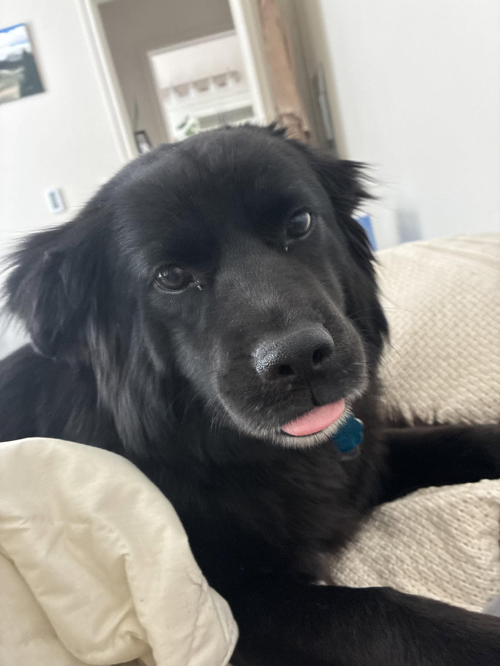 Enlarge Prairie, a Adopted Mixed Breed in Fort Collins, CO image 3/3