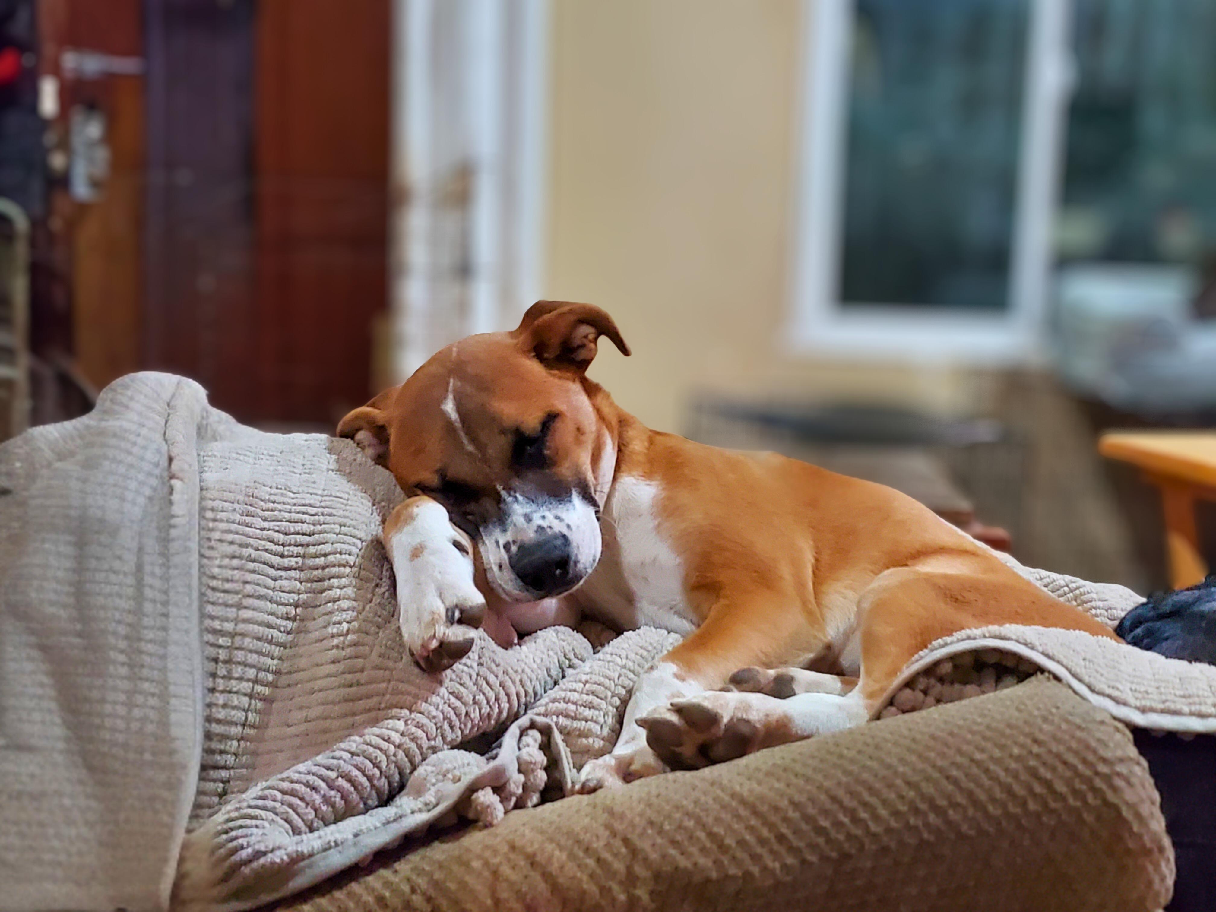 Cinnabon, a ADOPTABLE mixed breed in Encinitas, CA image 5/6