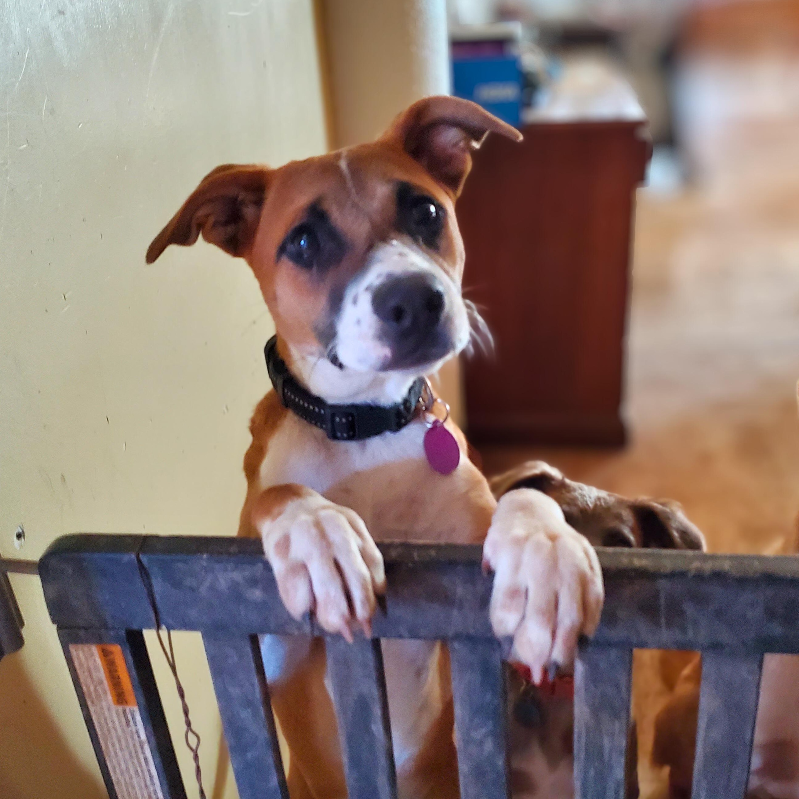 Cinnabon, ADOPTABLE, Puppy Female Boxer & Mixed Breed.