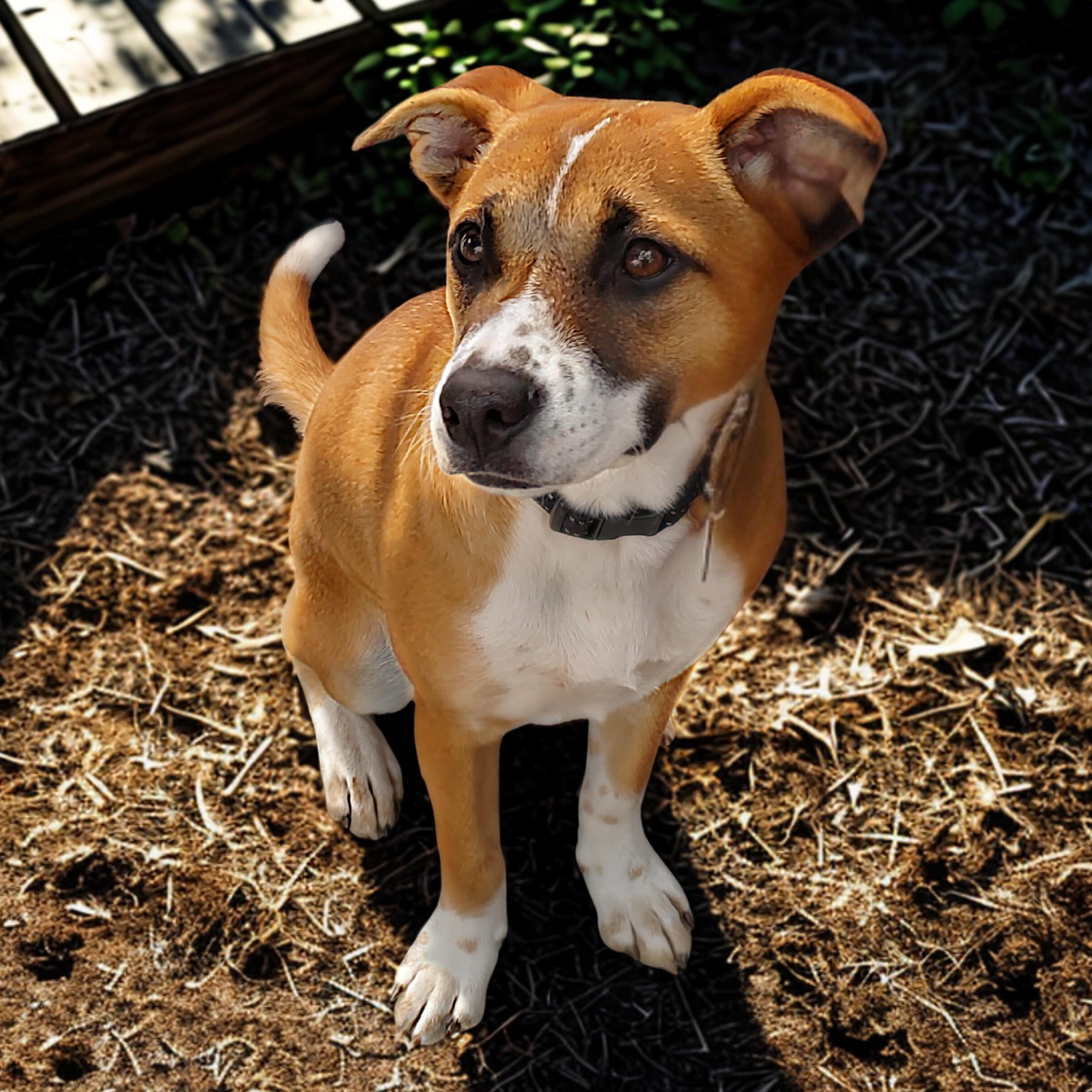 Cinnabon, a ADOPTABLE mixed breed in Encinitas, CA image 1/6