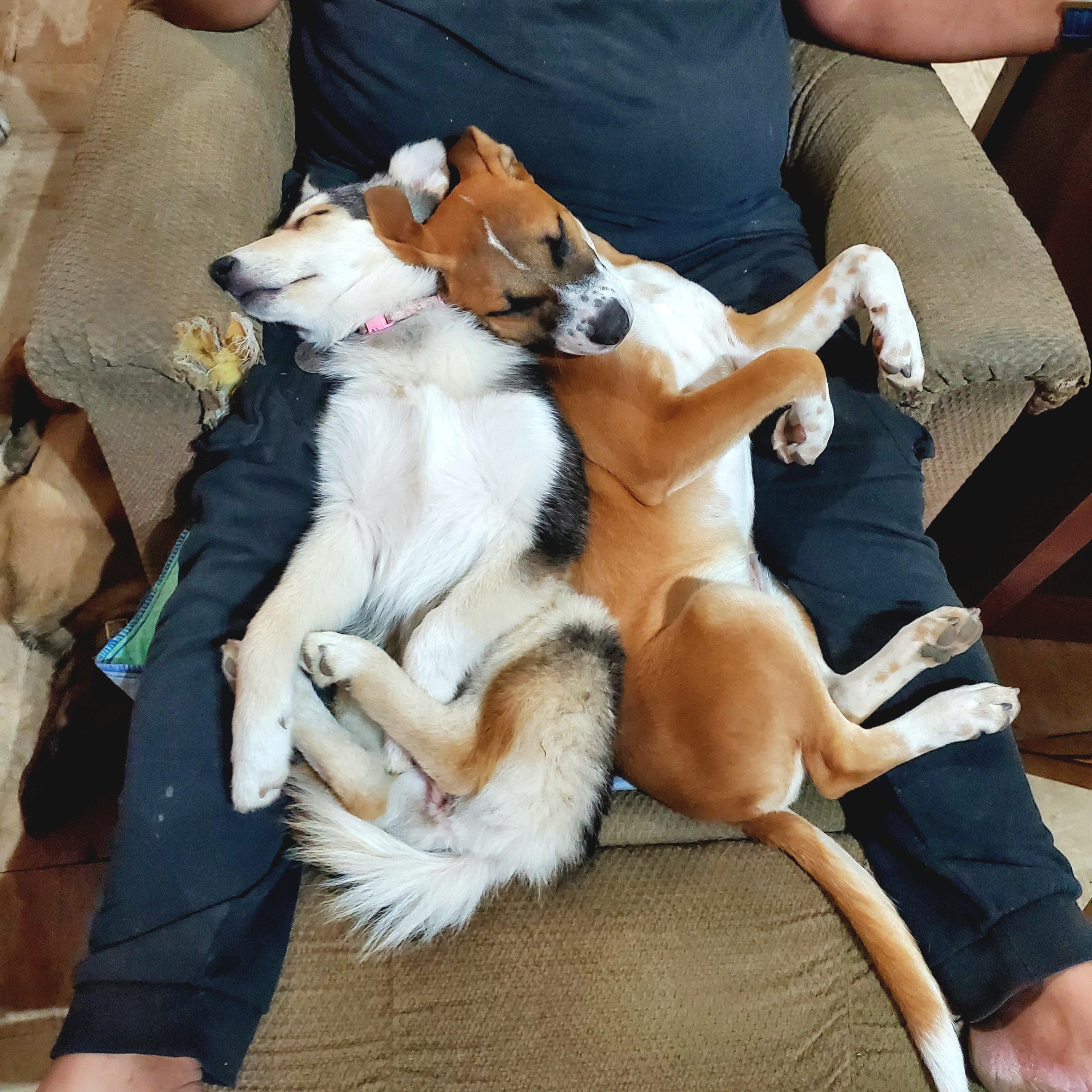 Cinnabon, a ADOPTABLE mixed breed in Encinitas, CA image 6/6