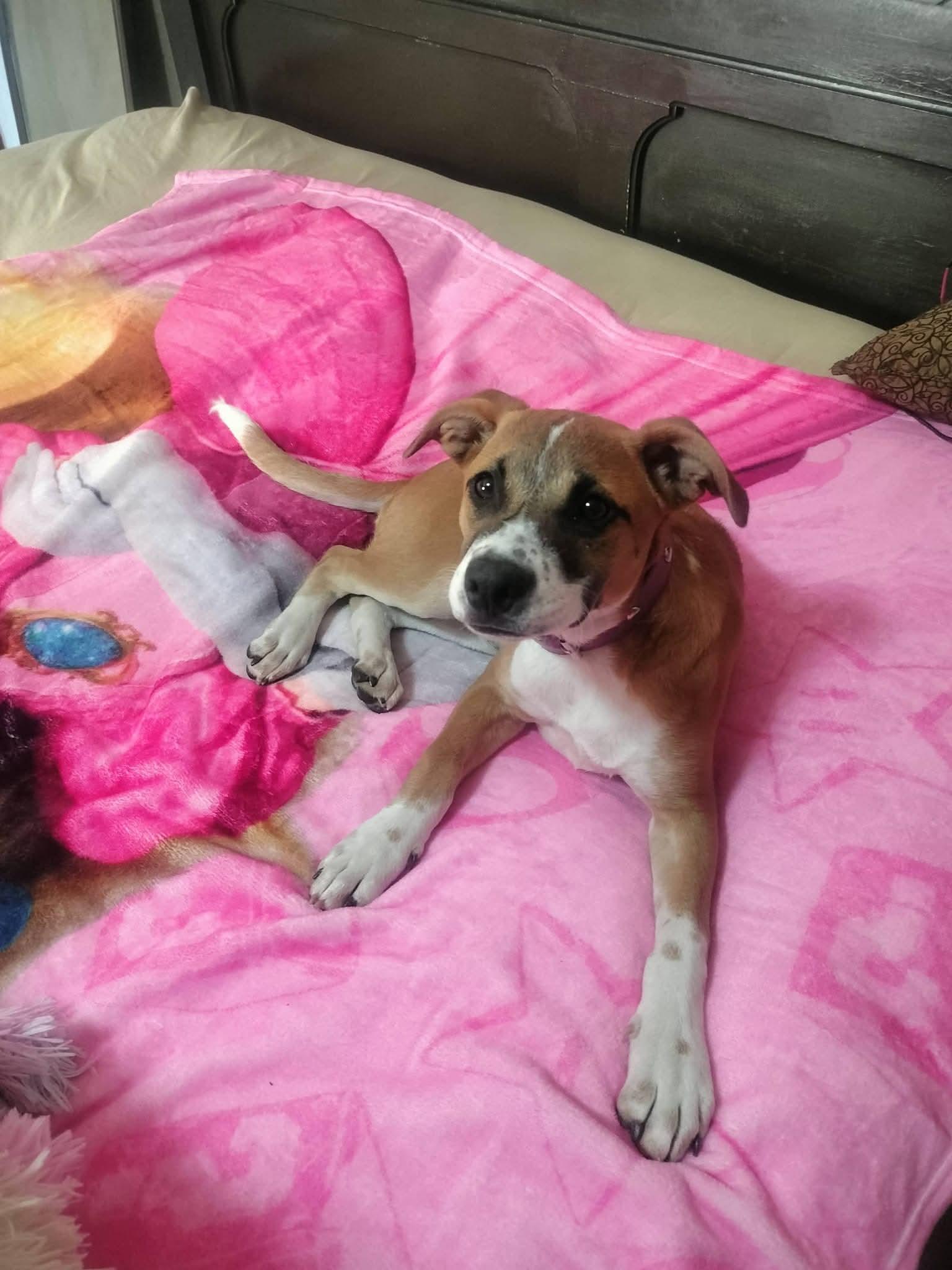 Cinnabon, a ADOPTABLE mixed breed in Encinitas, CA image 4/6