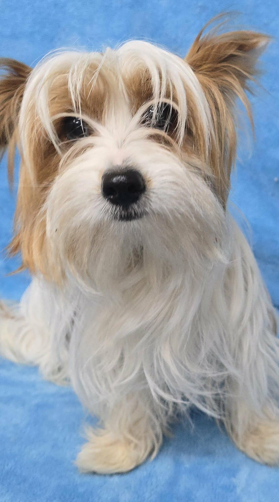 Tortorro, an adopted mixed breed in New York, NY image 2/4