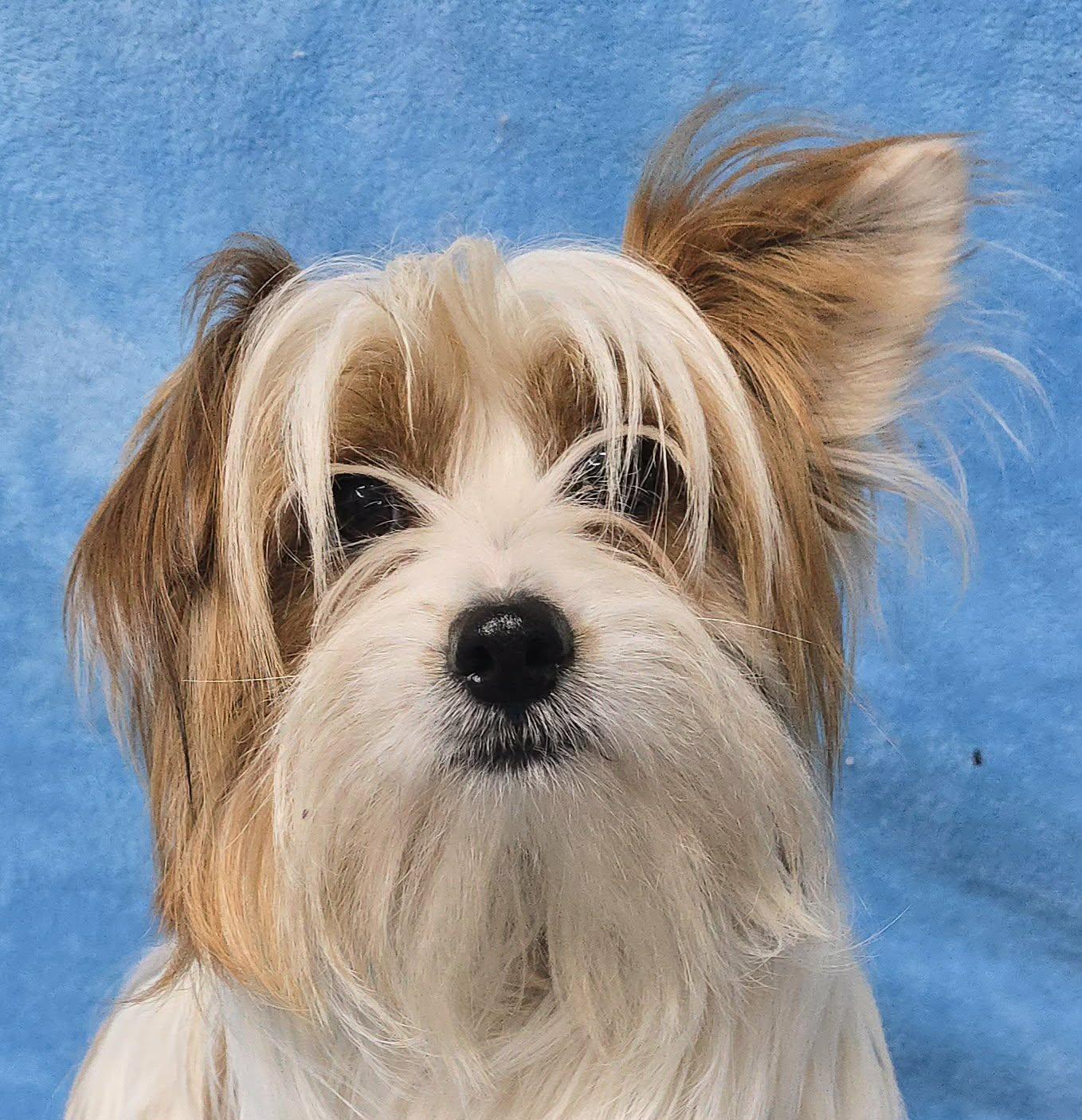 Tortorro, an adopted mixed breed in New York, NY image 3/4