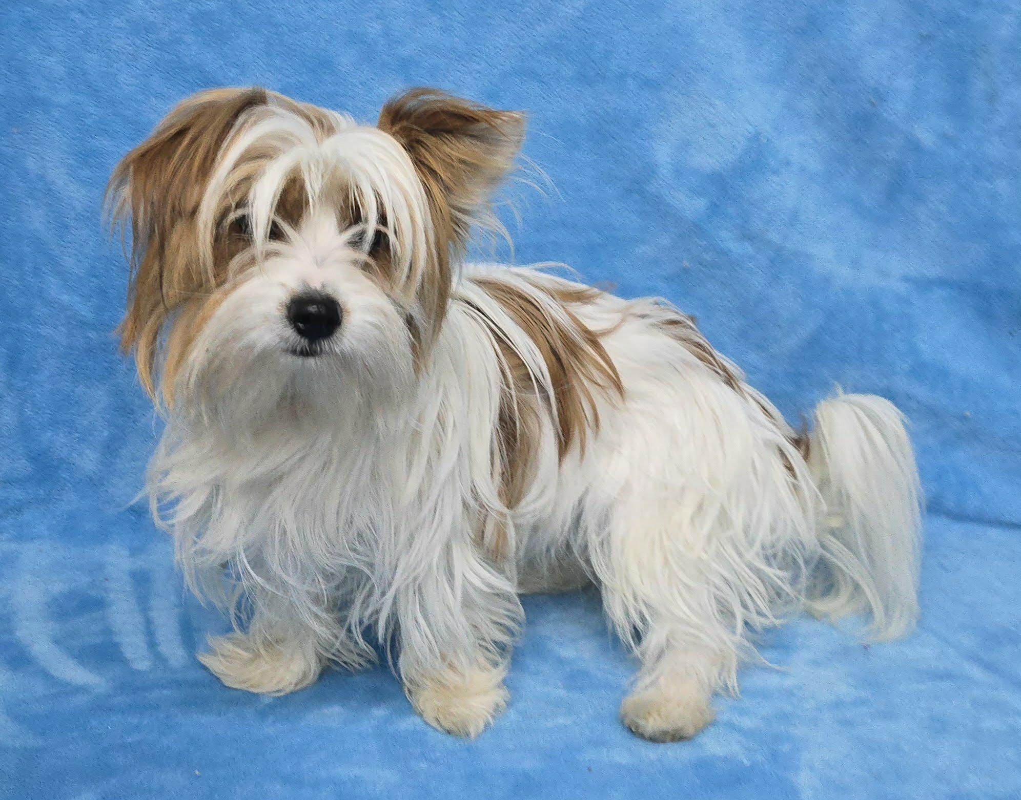 Tortorro, adopted, Young Male Yorkshire Terrier & Maltese.