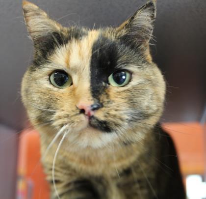 Enlarge Picassa, a Adopted Domestic Short Hair in Lewiston, ME image 1/3