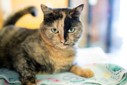 Enlarge Picassa, a Adopted Domestic Short Hair in Lewiston, ME image 3/3