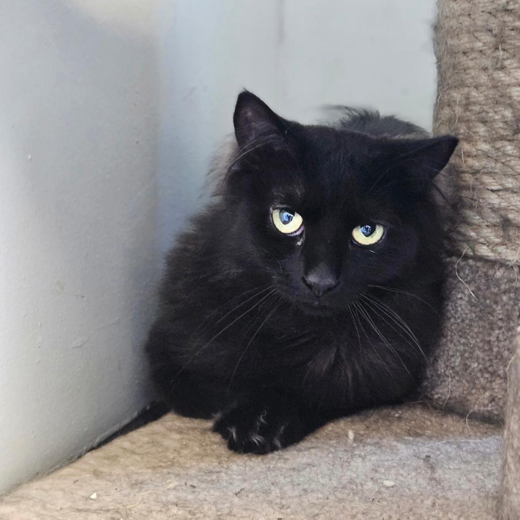Shamrock, Adoptable, Adult Male Domestic Long Hair.