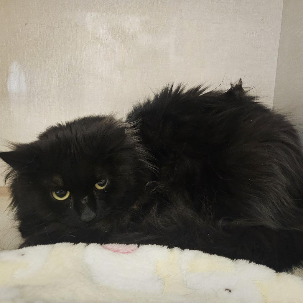 Enlarge Shamrock, a Adoptable Domestic Long Hair in Conway, NH image 1/3