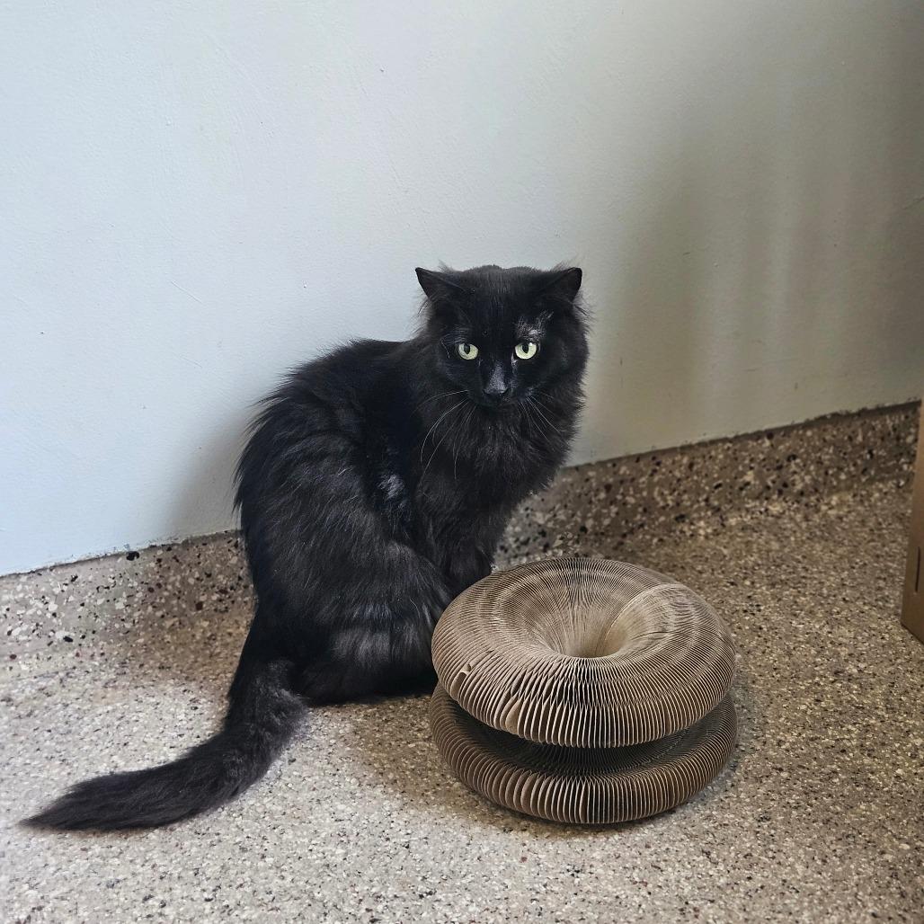 Shamrock, a Adoptable Domestic Long Hair in Conway, NH image 3/4