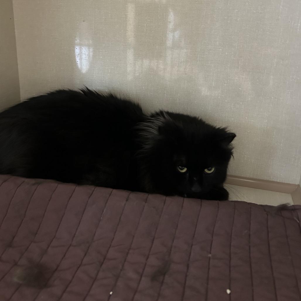 Enlarge Shamrock, a Adoptable Domestic Long Hair in Conway, NH image 2/3