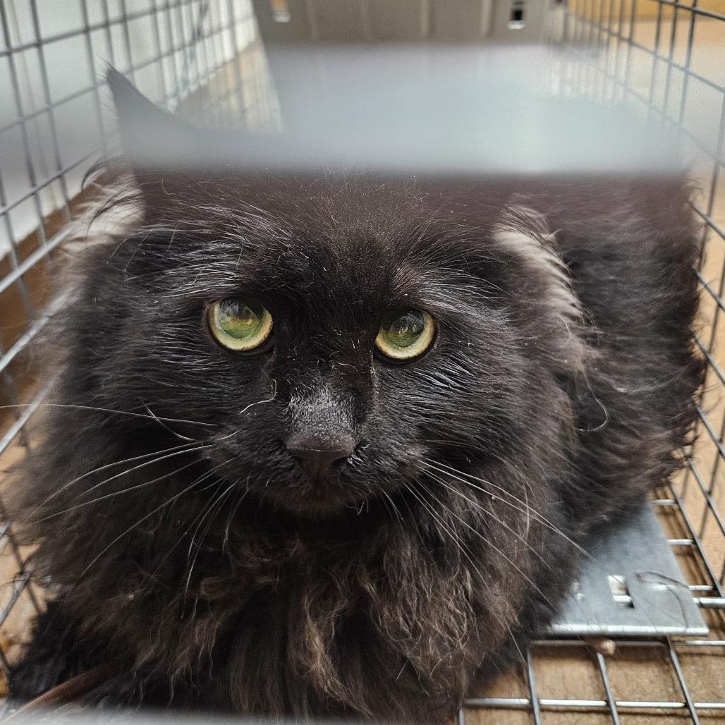 Enlarge Shamrock, a Adoptable Domestic Long Hair in Conway, NH image 3/3