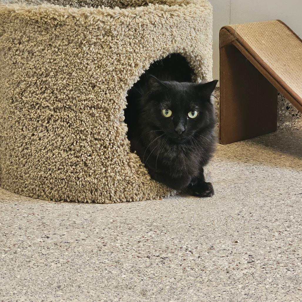 Shamrock, a Adoptable Domestic Long Hair in Conway, NH image 4/4