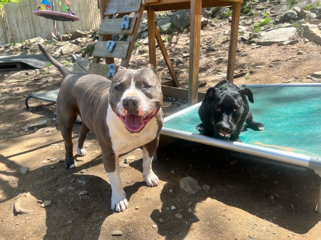 Athena, Adopted, Young Female Jack Russell Terrier.