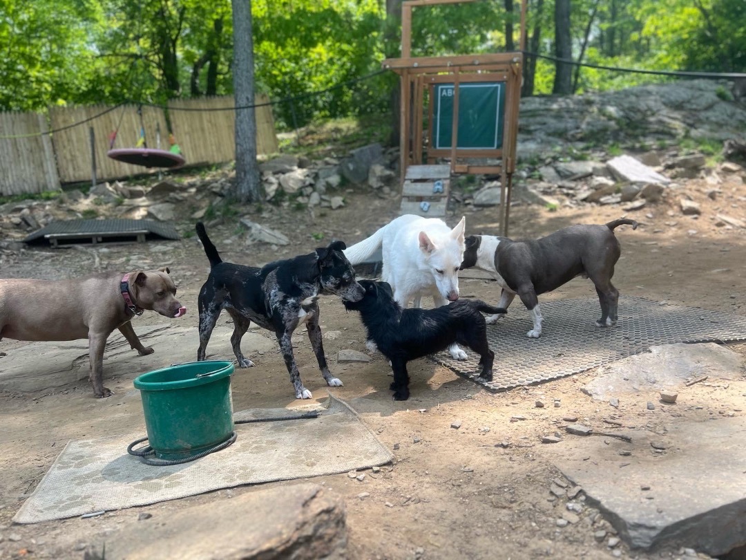 Athena, a Adopted mixed breed image 3/17