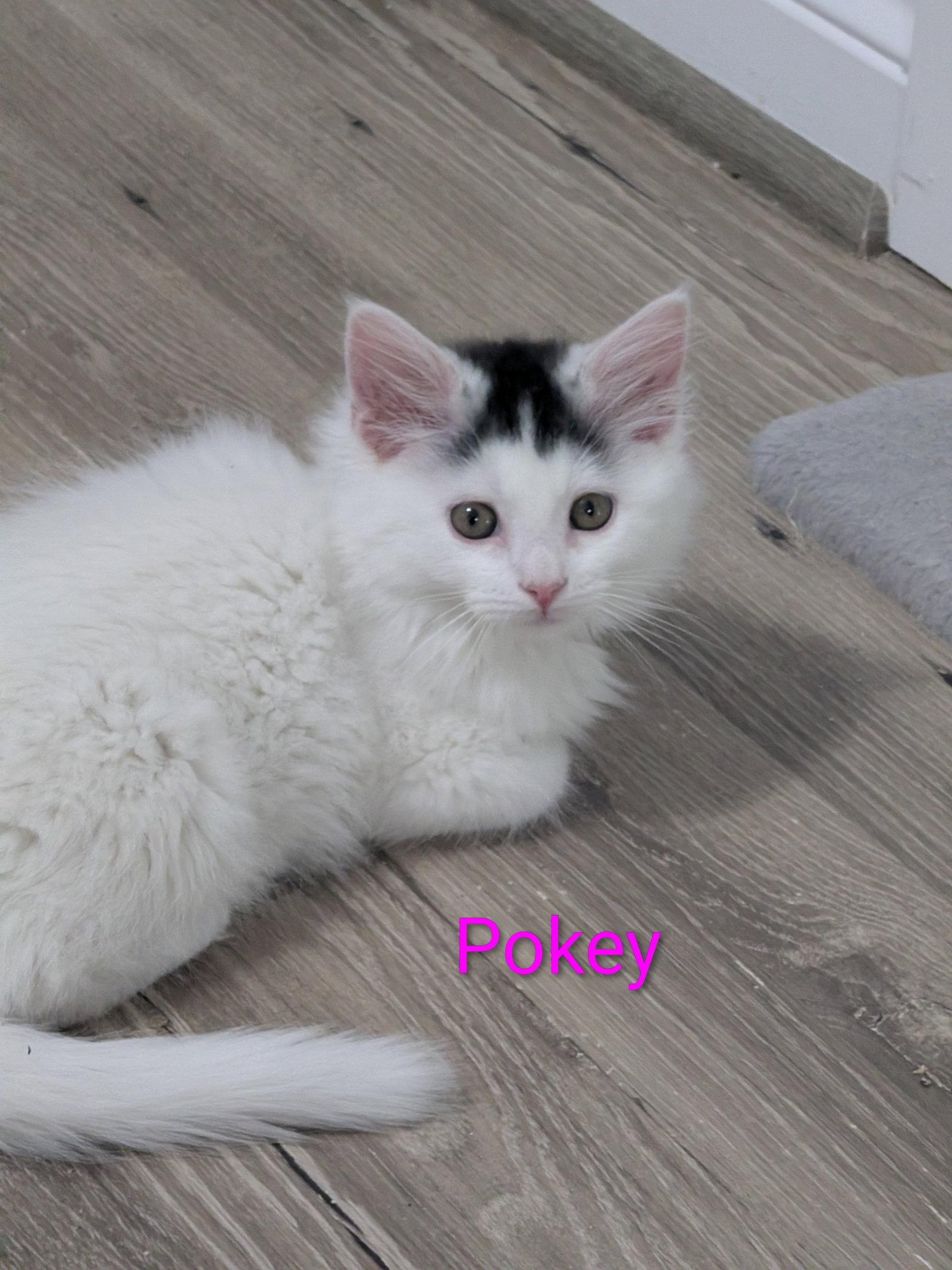 Pokey, Adopted, Young Female Domestic Long Hair.