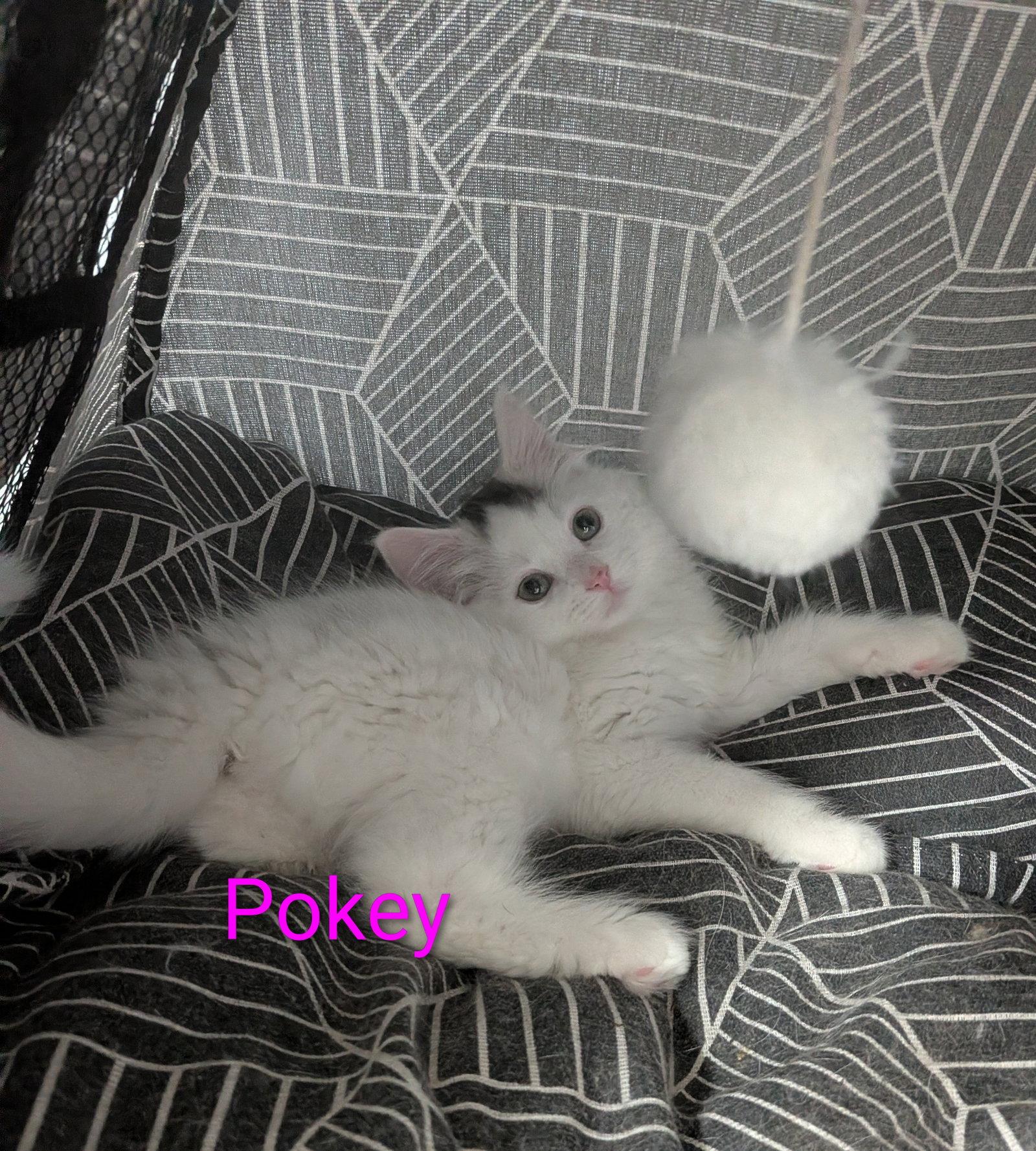 Enlarge Pokey, a Adopted Domestic Long Hair in Aurora, CO image 2/3