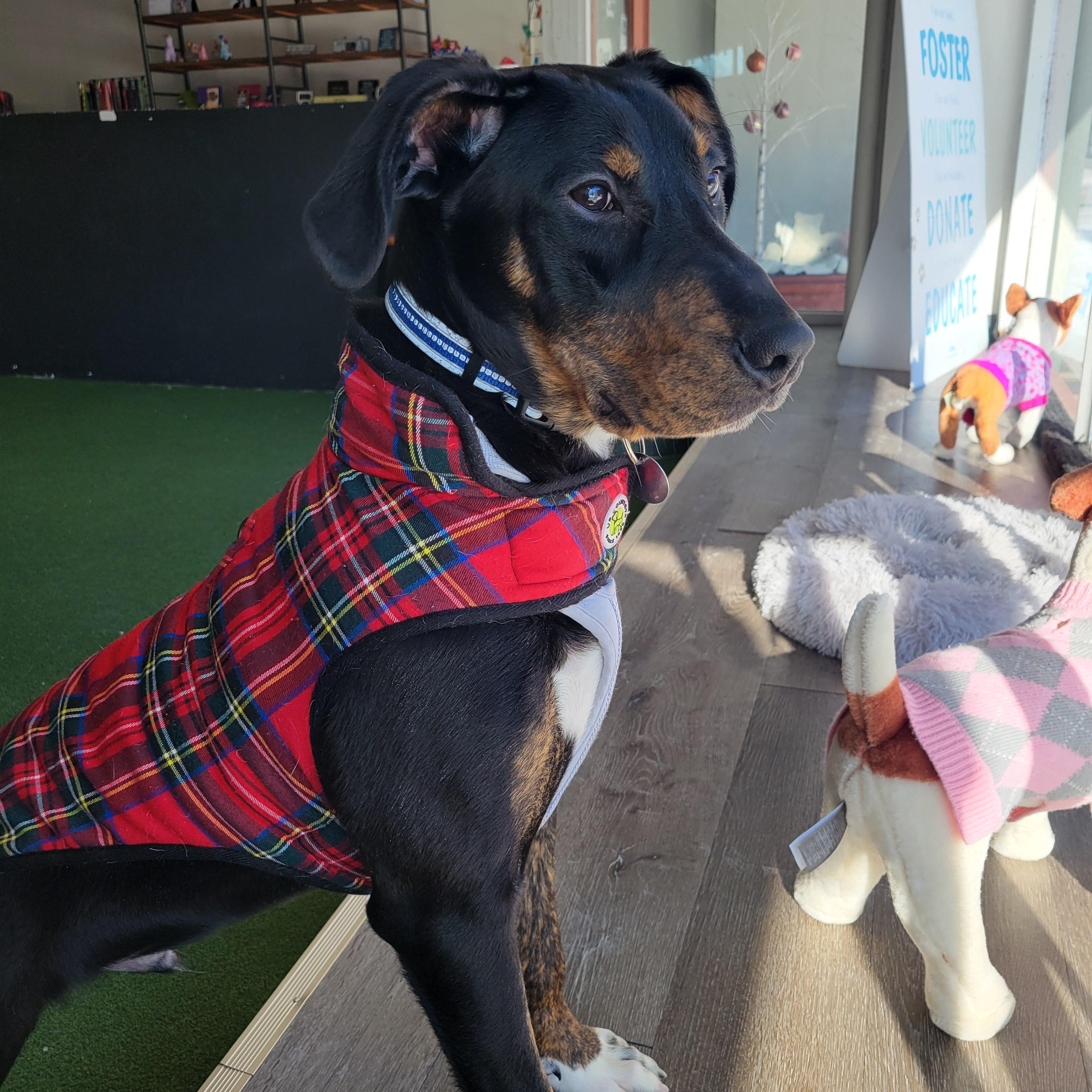 Brady, a ADOPTABLE Mixed Breed in De Pere, WI image 1/3