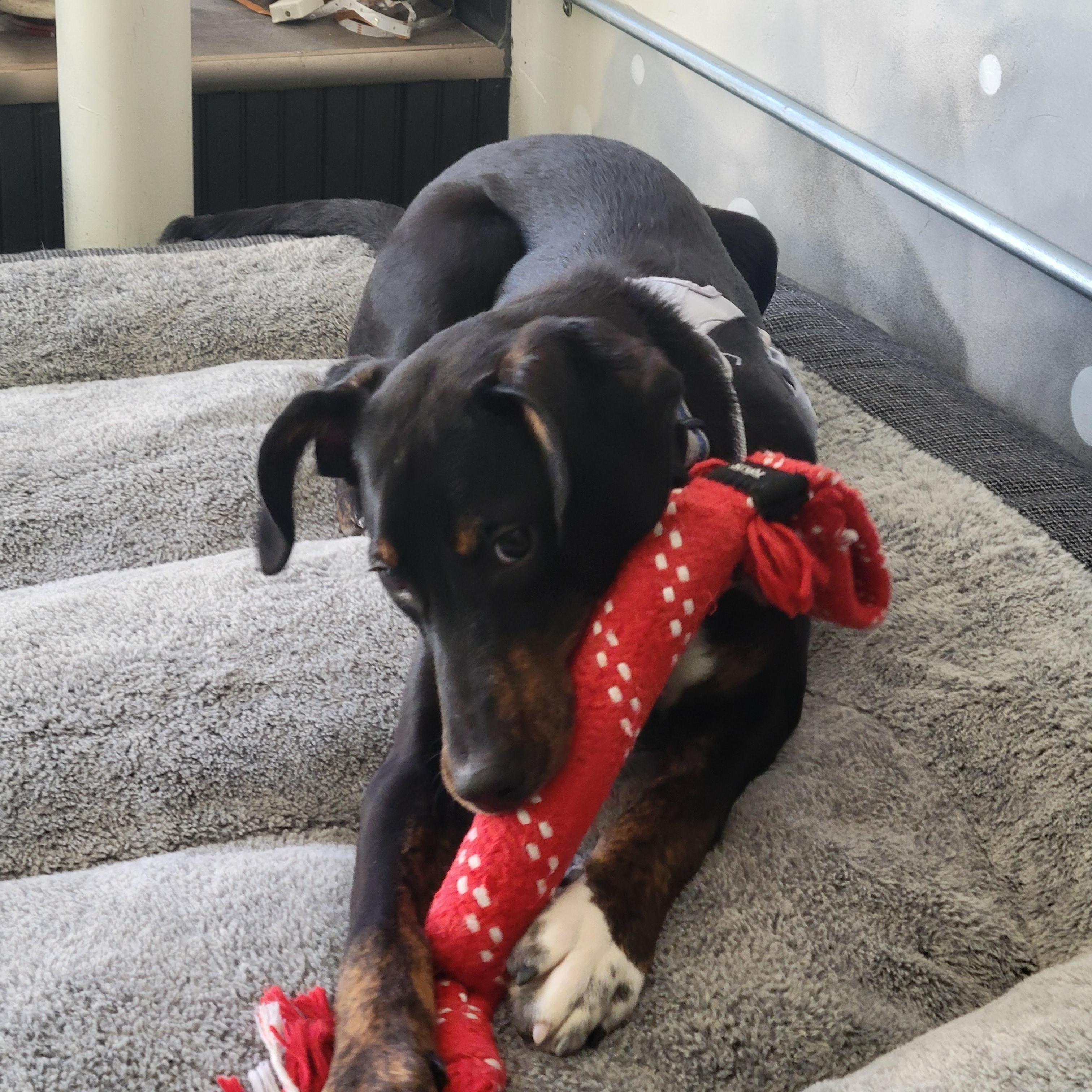 Brady, a ADOPTABLE Mixed Breed in De Pere, WI image 2/3