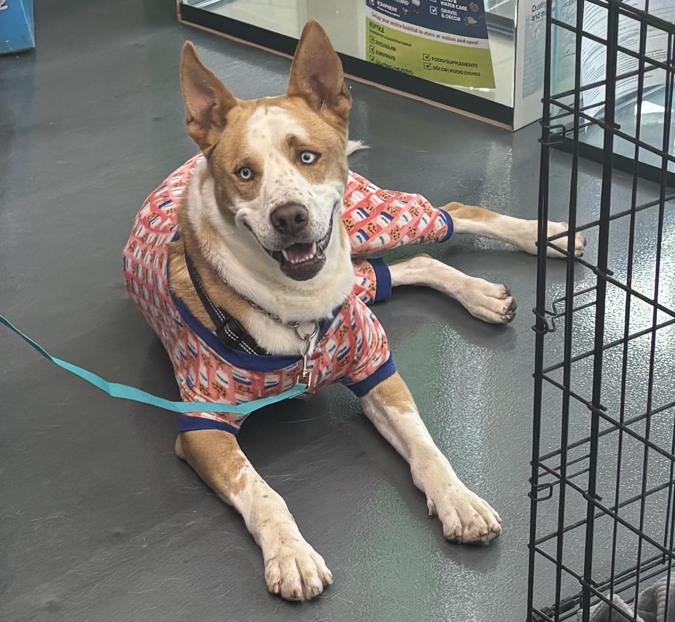 Thor, Adoptable, Adult Male Husky & Pit Bull Terrier.