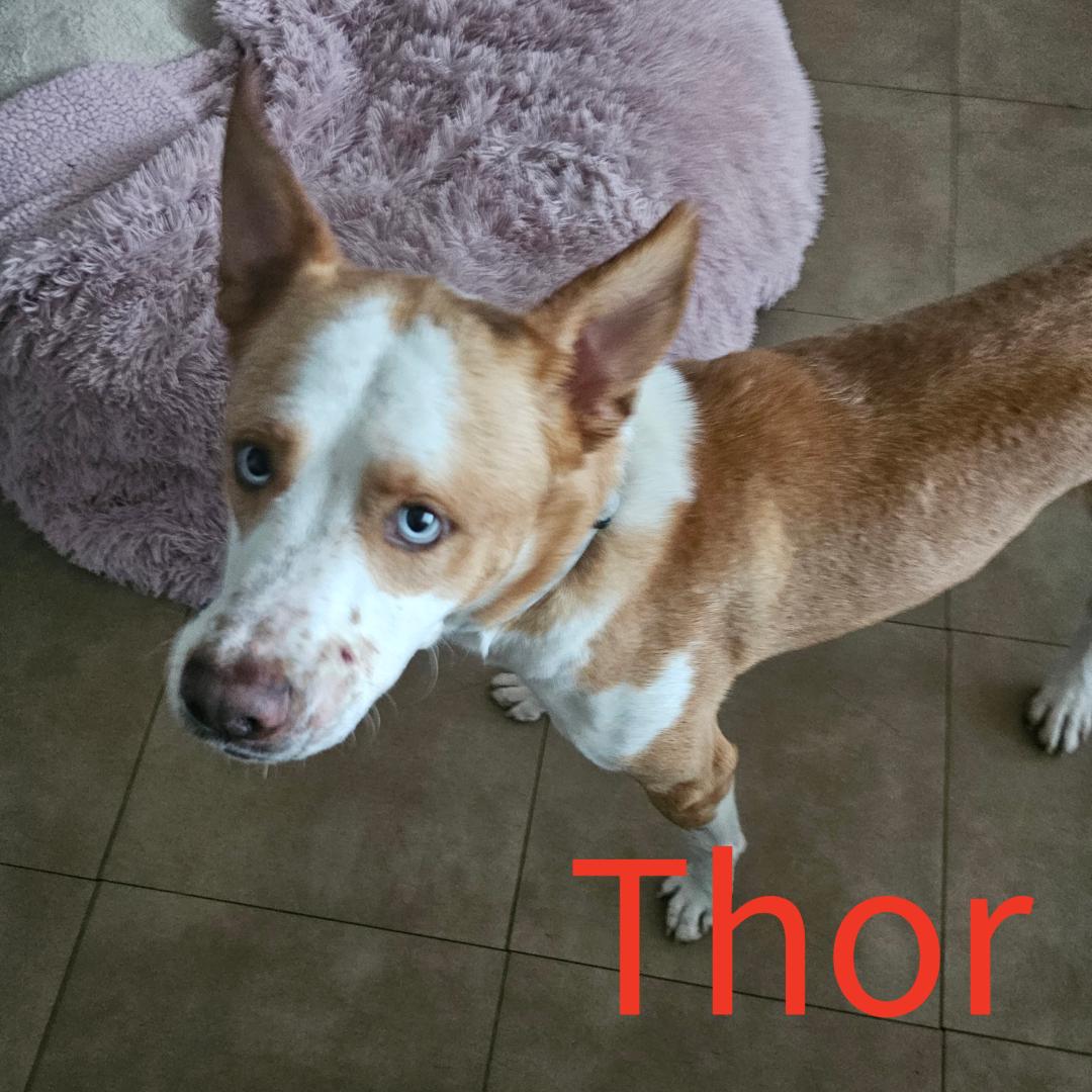 Enlarge Thor, a Adoptable mixed breed in Joliet, IL image 2/2