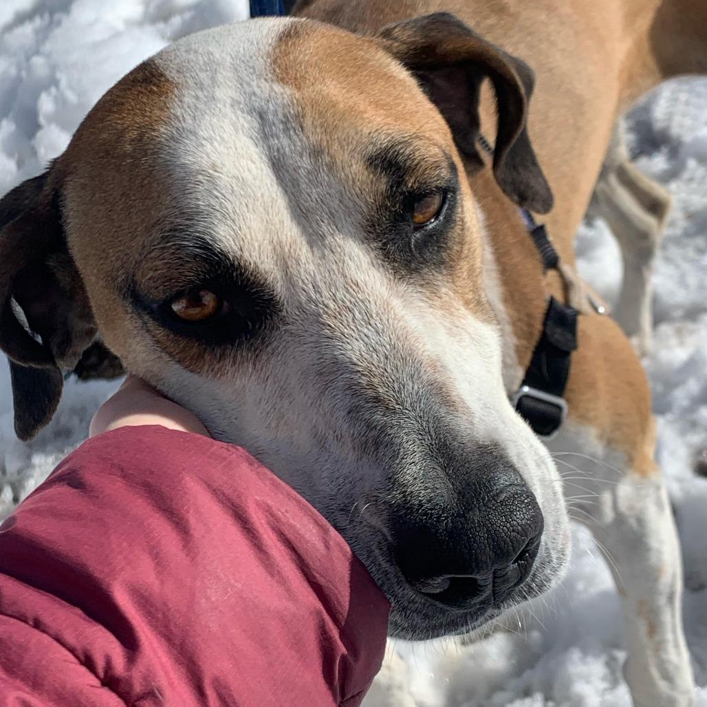 ROSIE, Adoptable, Adult Female Hound & Mixed Breed.