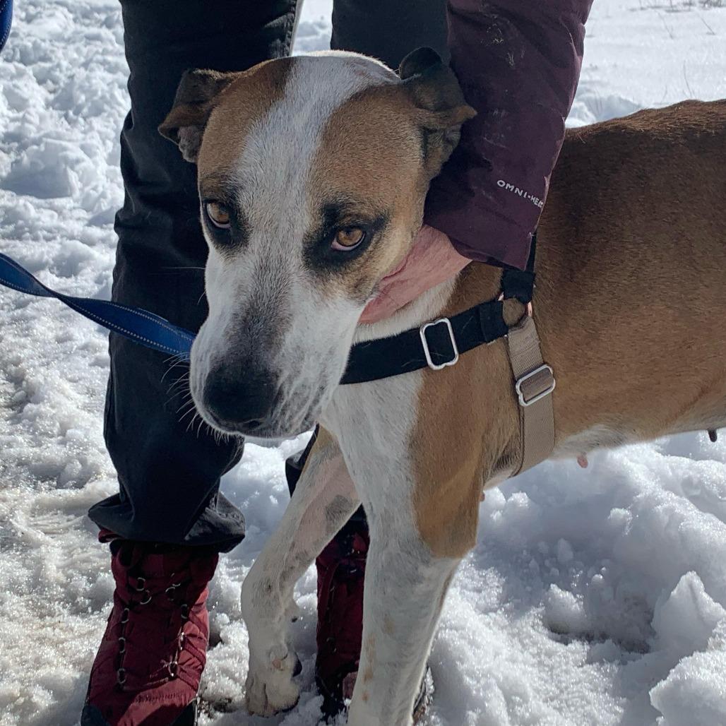 ROSIE, Adoptable, Adult Female Hound & Mixed Breed.