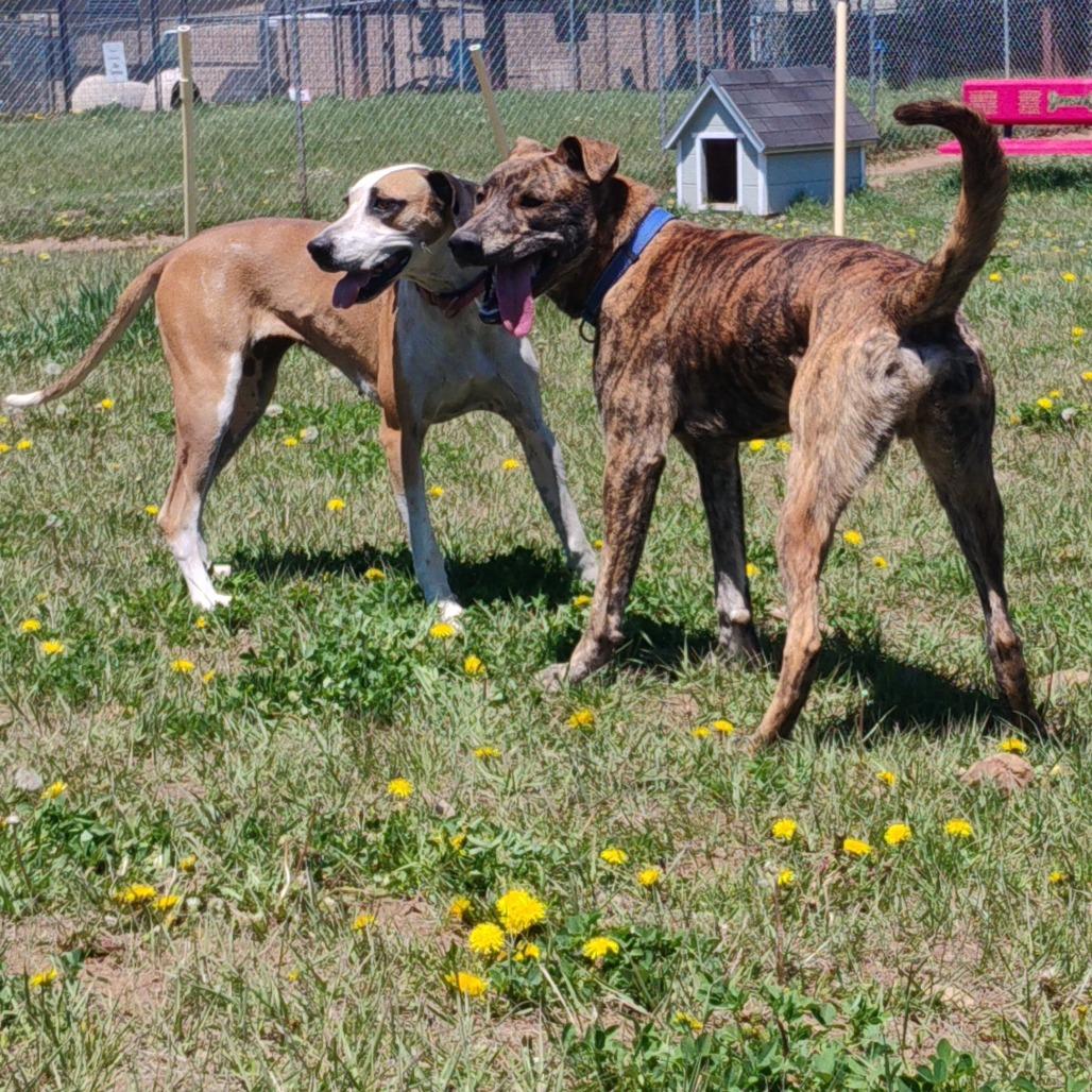Enlarge ROSIE, a Adoptable mixed breed in Pagosa Springs, CO image 4/6