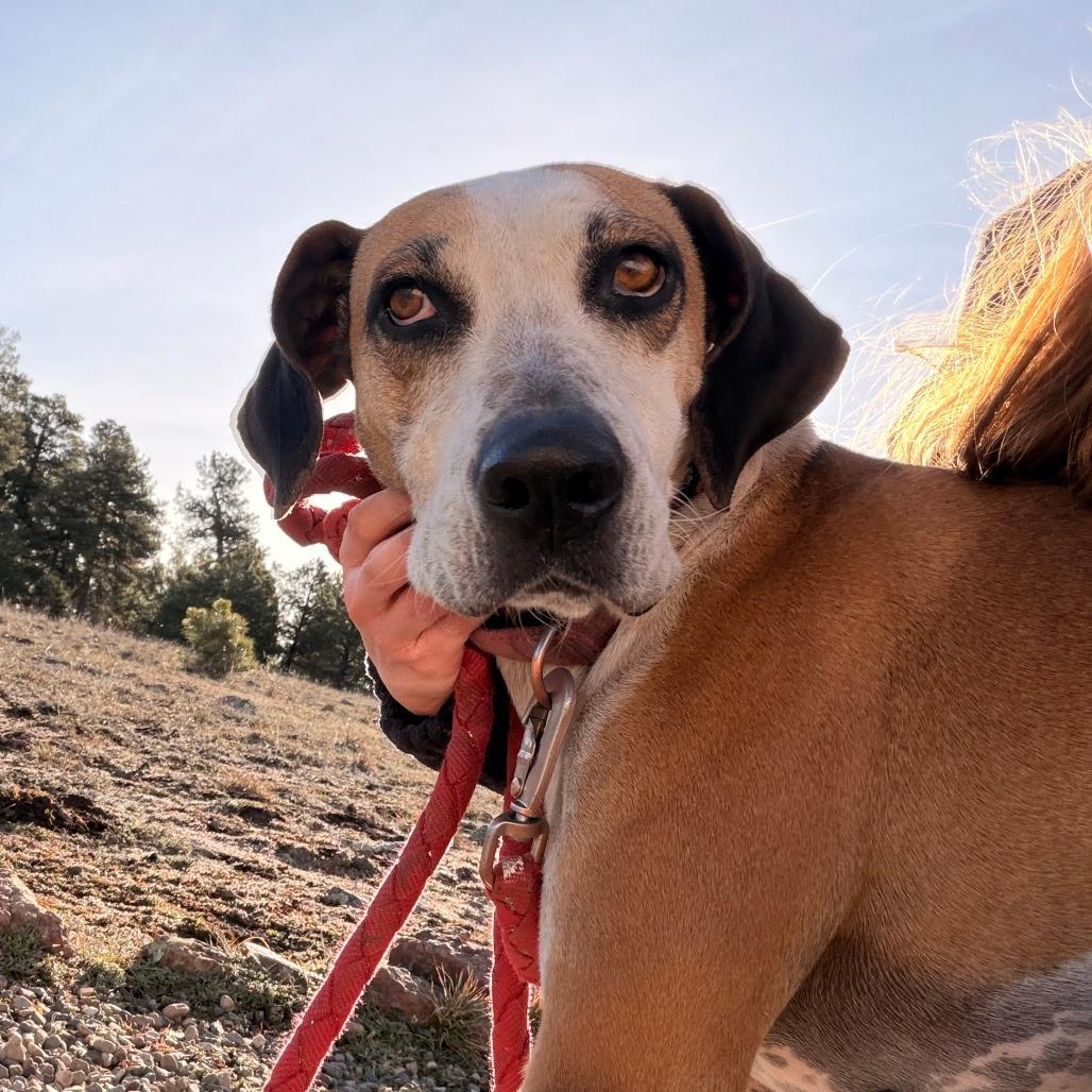 Enlarge ROSIE, a Adoptable mixed breed in Pagosa Springs, CO image 6/6