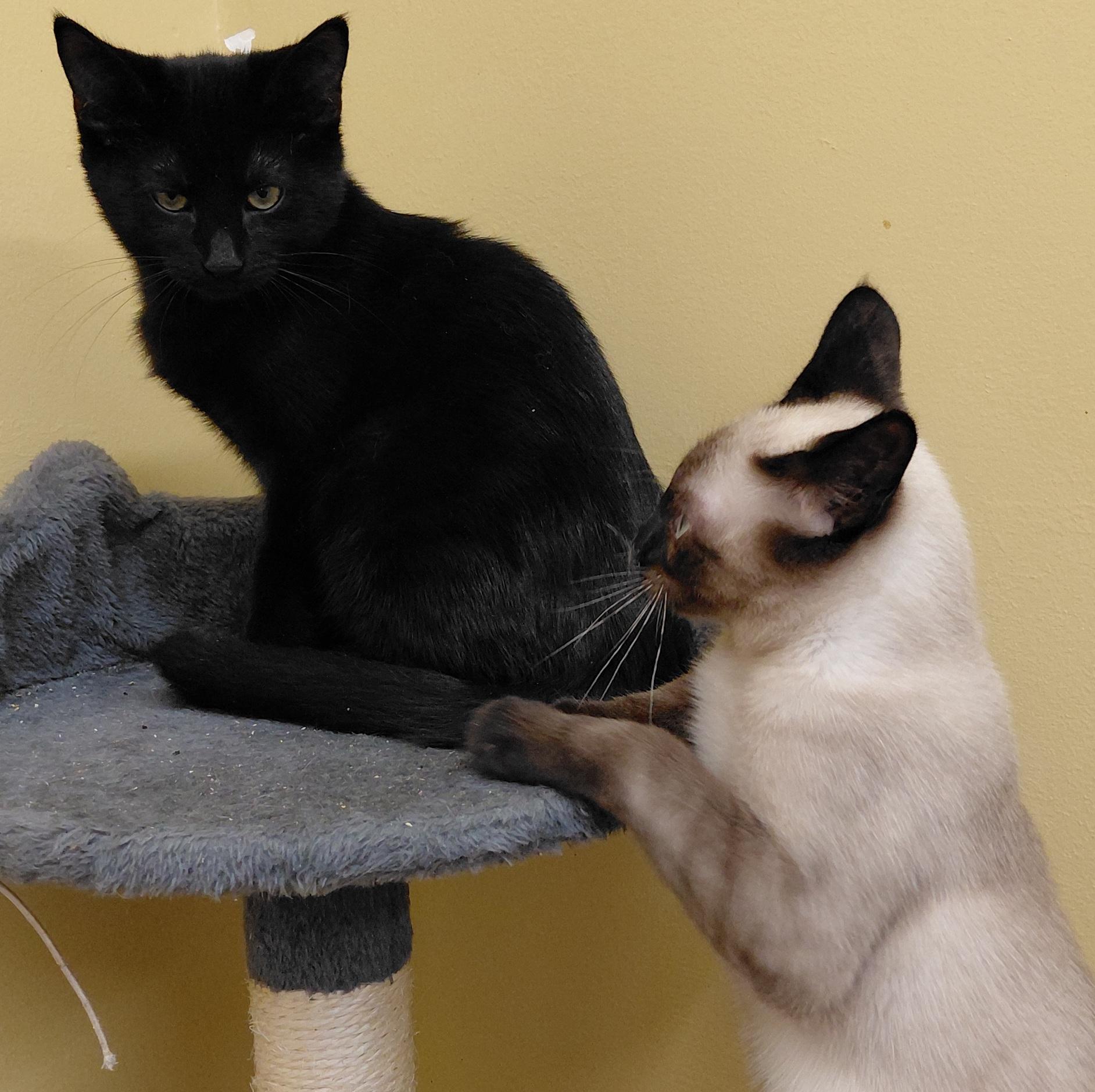 Enlarge Clove, a Adoptable Domestic Short Hair in Eugene, OR image 3/4
