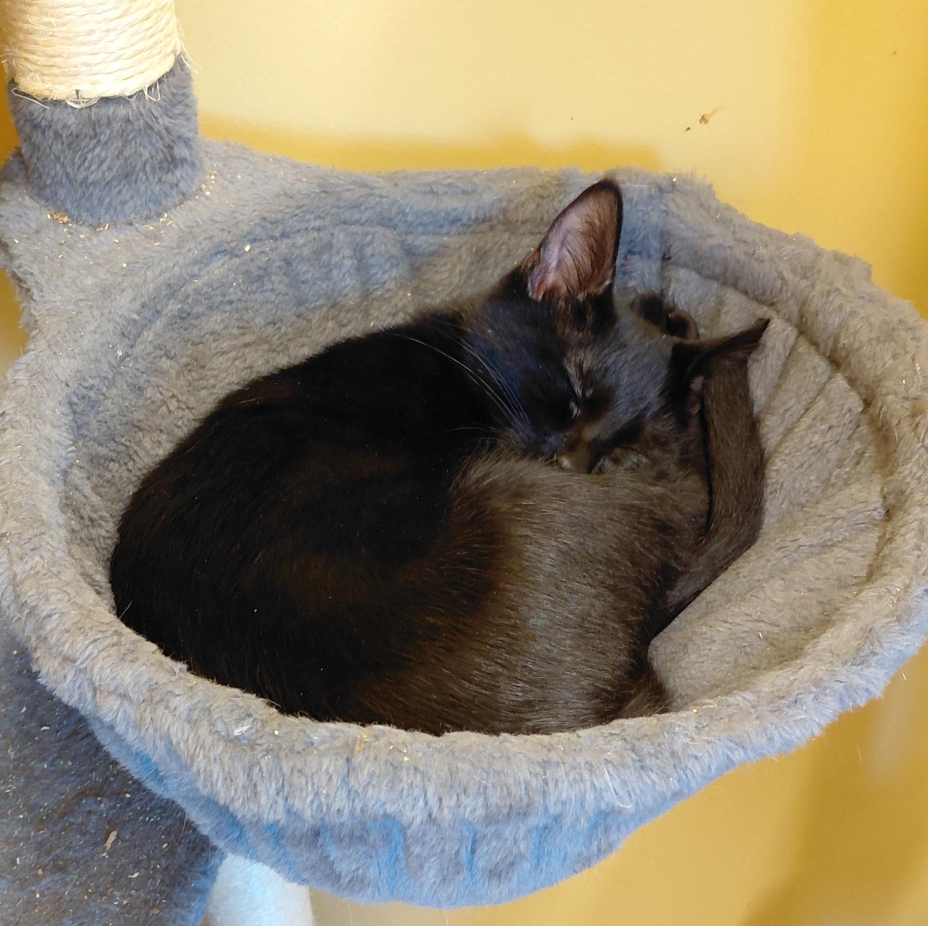 Enlarge Clove, a Adoptable Domestic Short Hair in Eugene, OR image 4/4