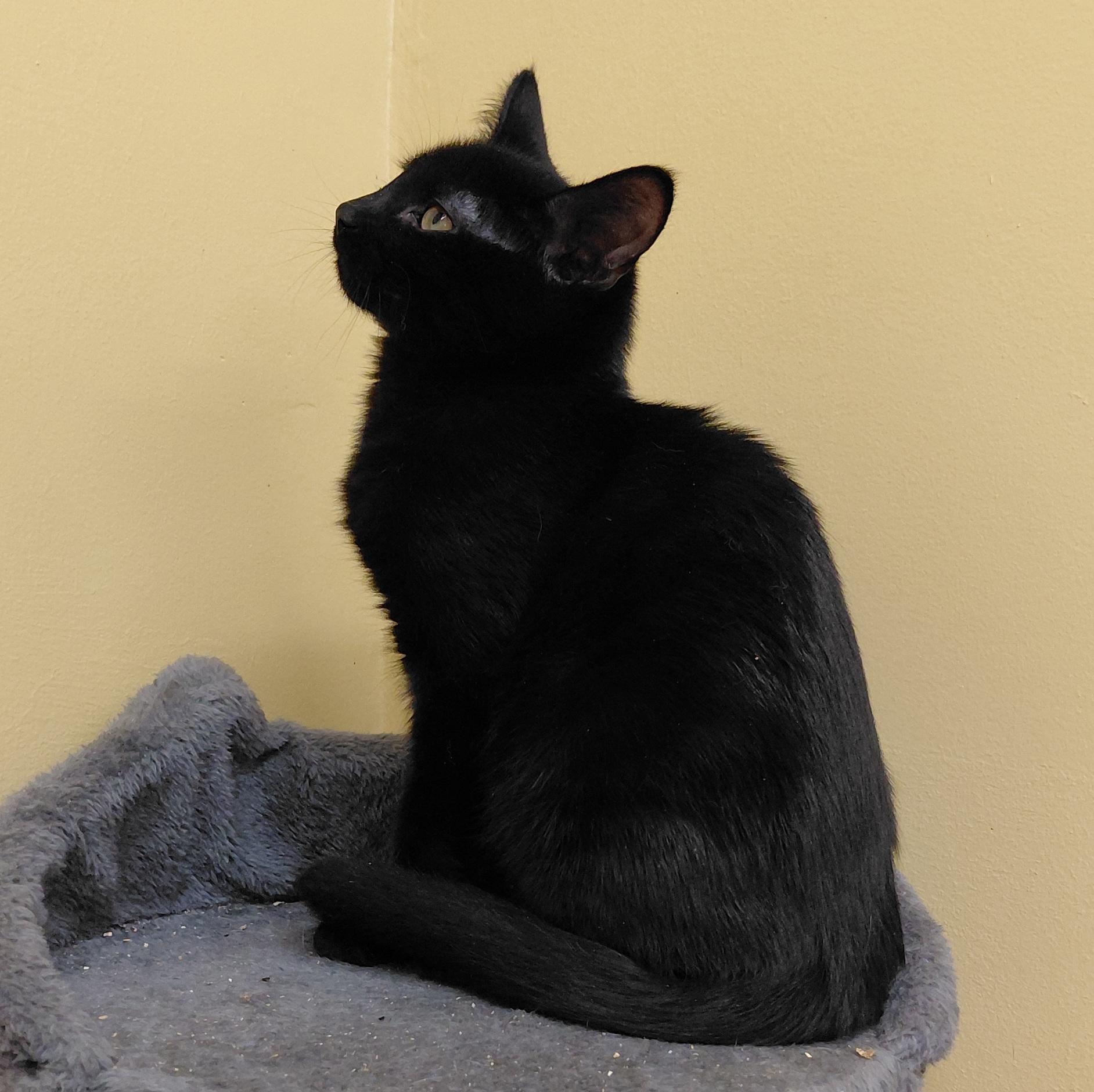 Enlarge Clove, a Adoptable Domestic Short Hair in Eugene, OR image 2/4