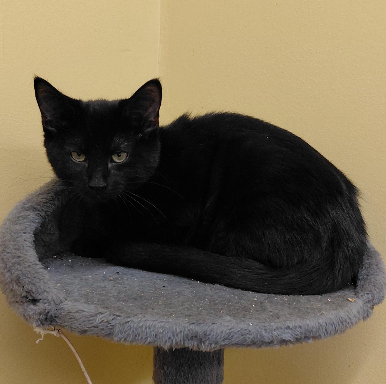 Clove, Adoptable, Kitten Male Domestic Short Hair.