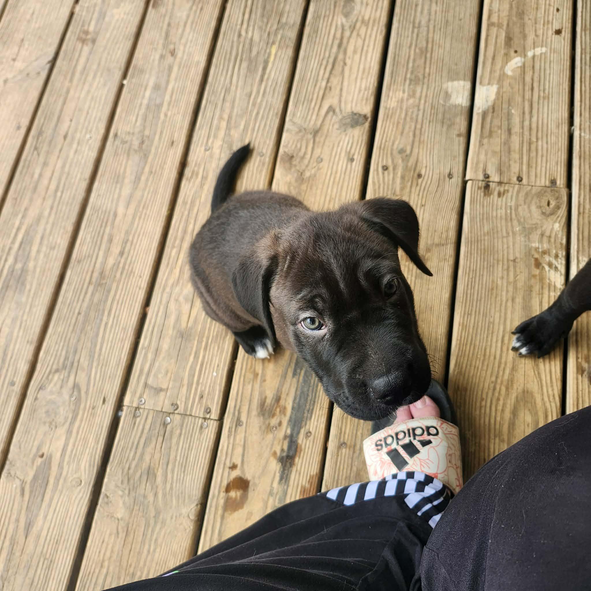 Enlarge Brindle, an adopted American Staffordshire Terrier in Vine Grove, KY image 3/3