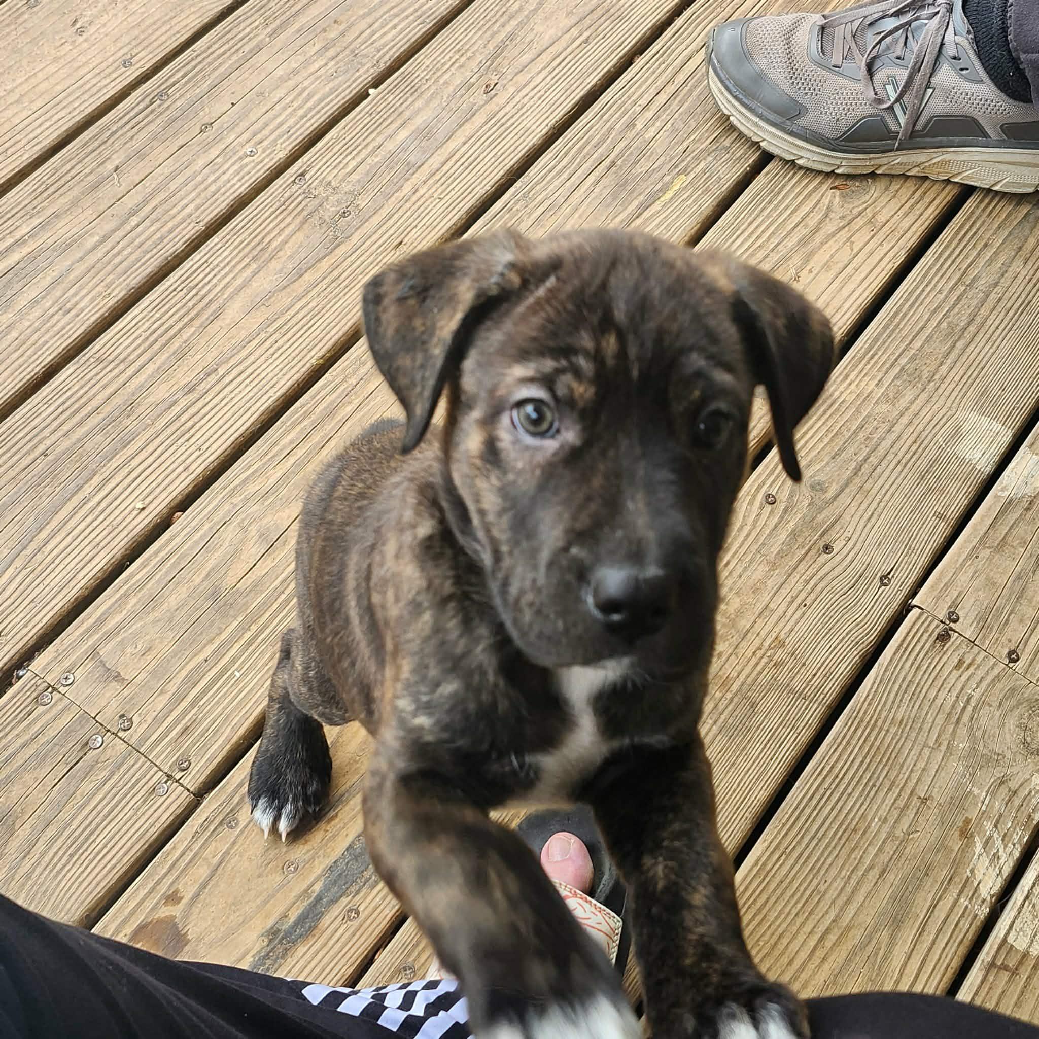 Brindle, adopted, Puppy Female American Staffordshire Terrier.