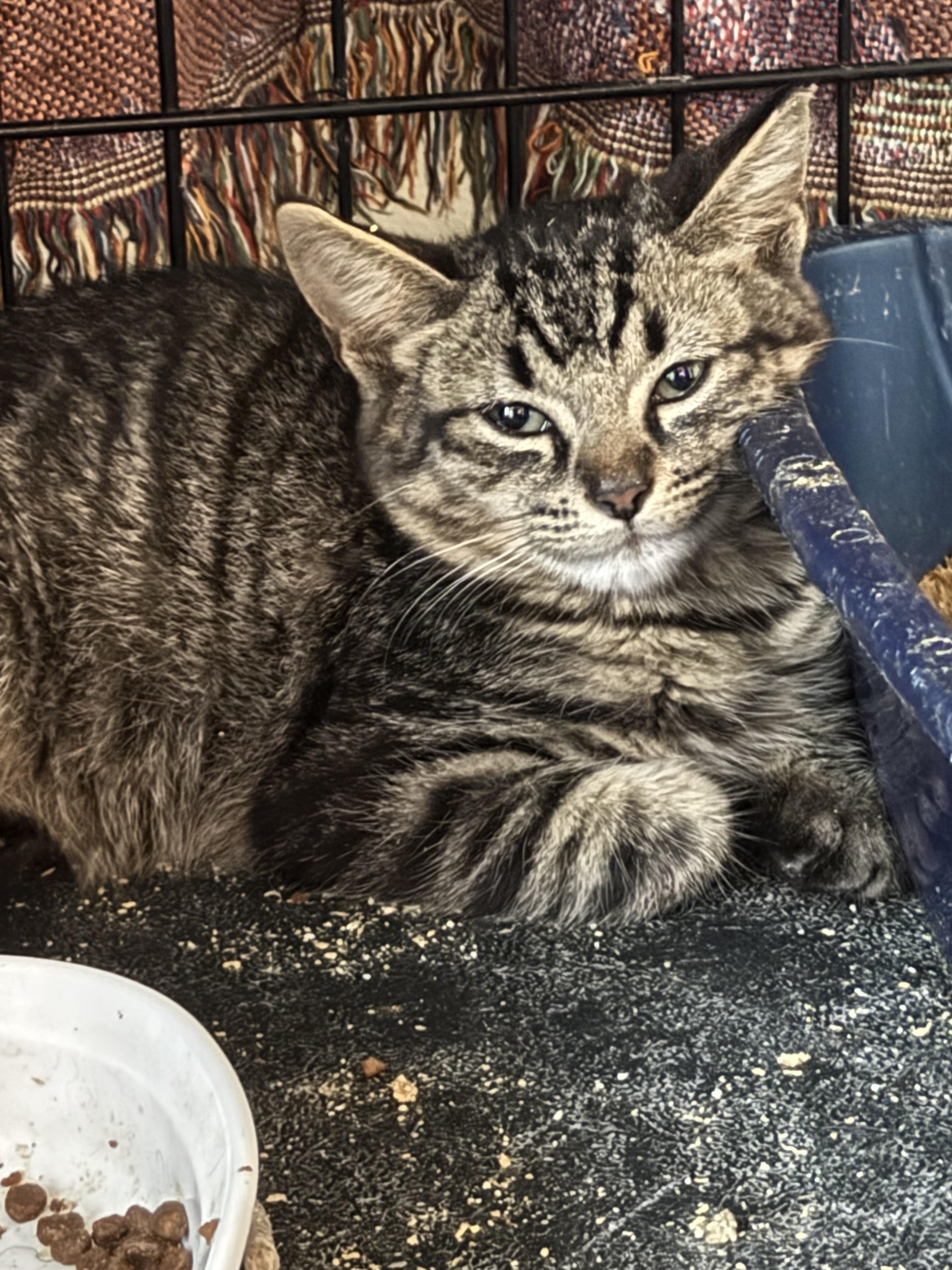 Enlarge Jack, a Adoptable mixed breed in Brick, NJ image 2/2