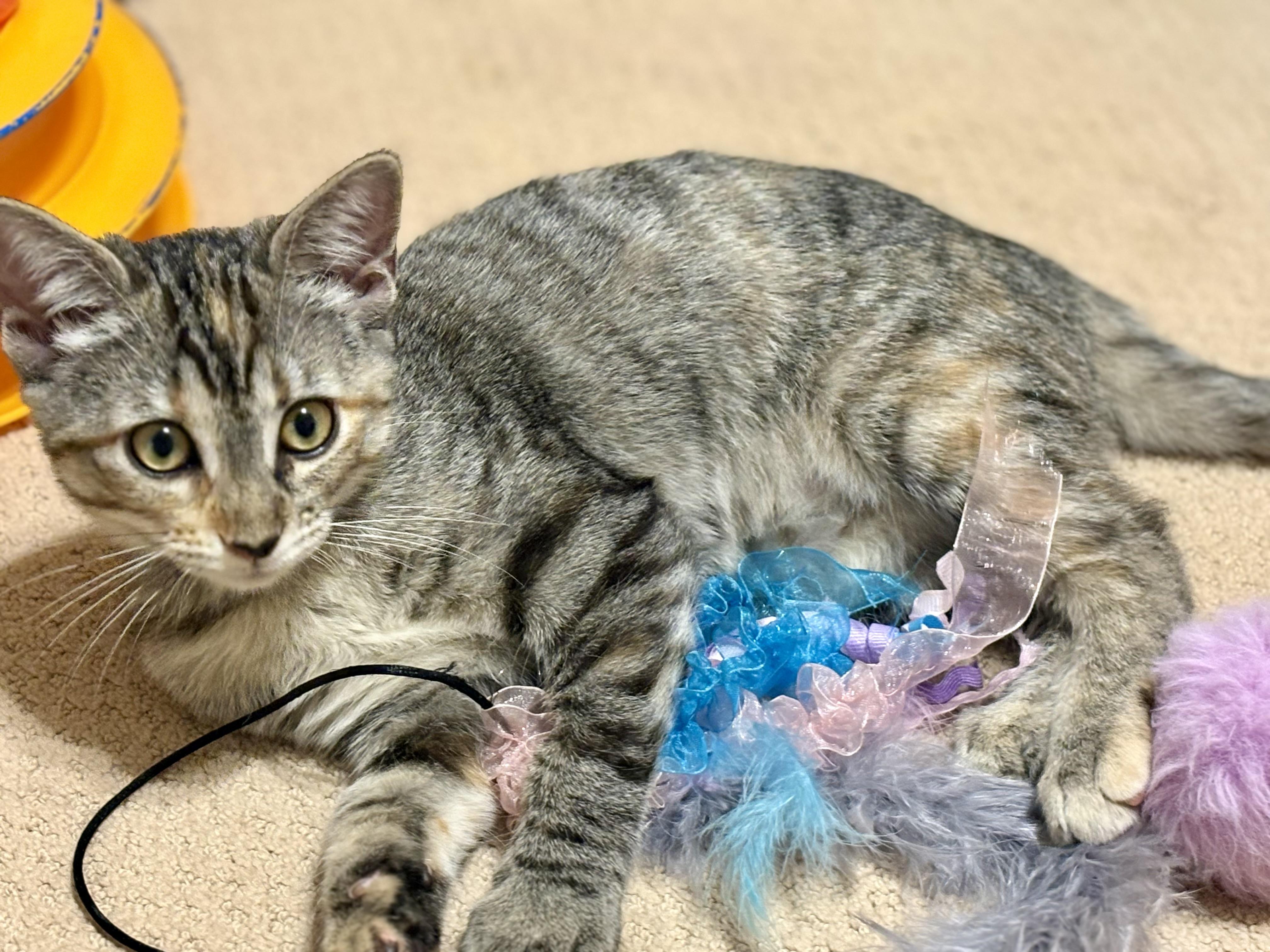 Enlarge Anastasia, a Adopted mixed breed in Houston, TX image 5/5
