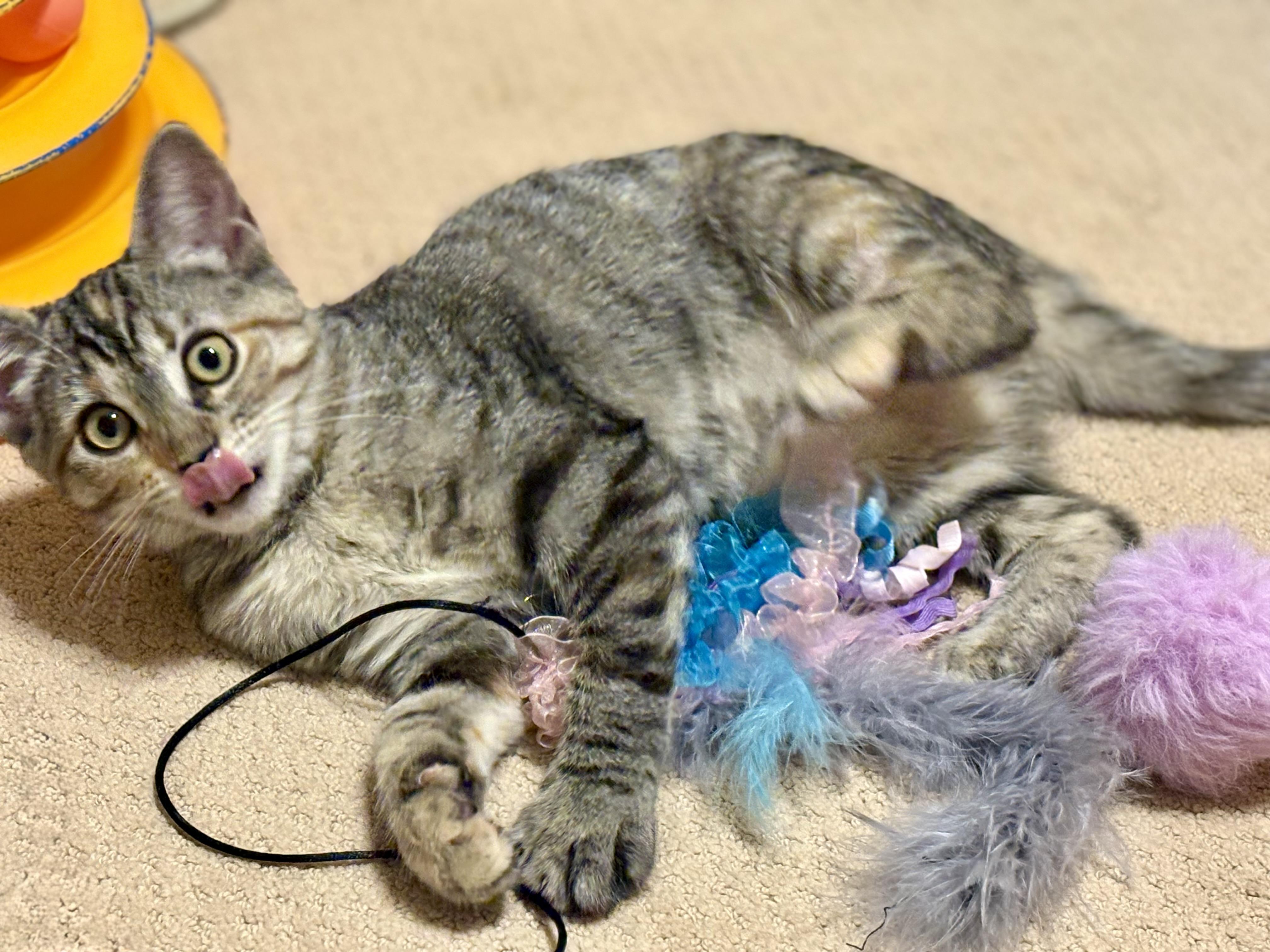 Enlarge Anastasia, a Adopted mixed breed in Houston, TX image 1/5