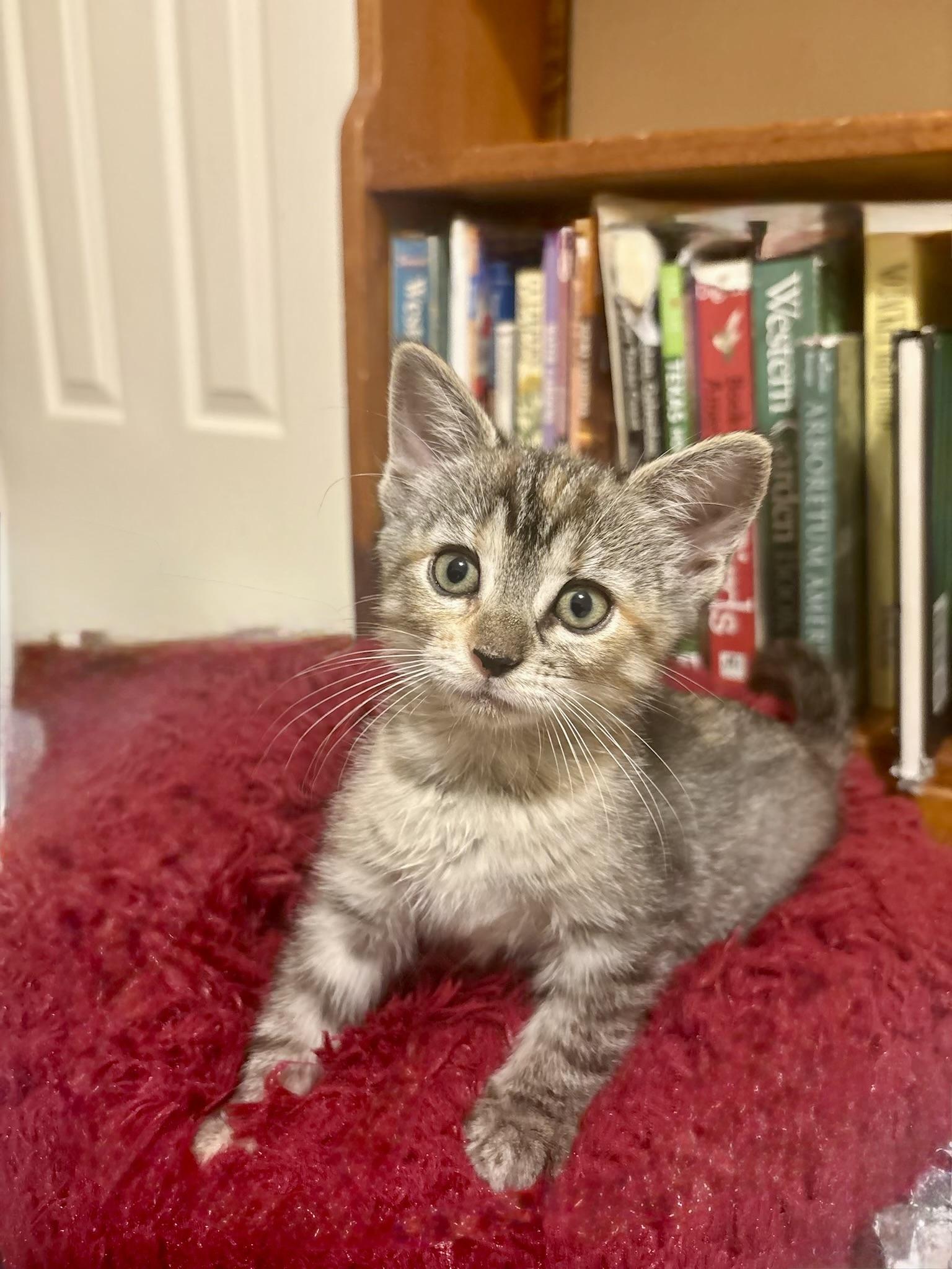 Enlarge Anastasia, a Adopted mixed breed in Houston, TX image 4/5