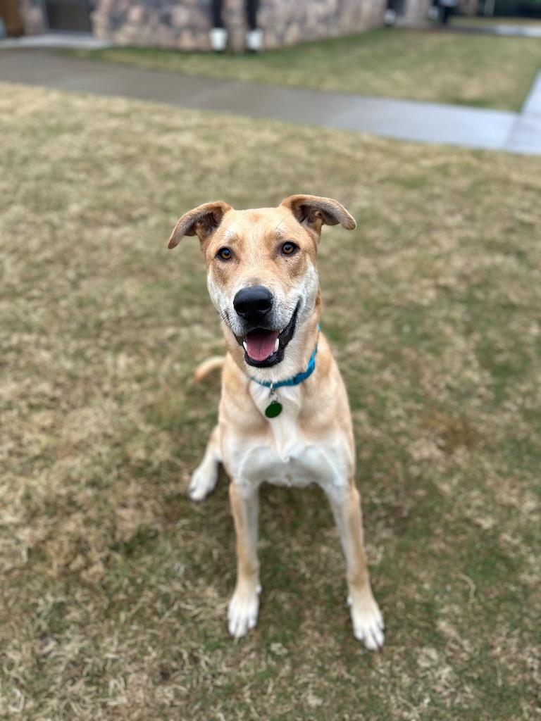 Hank (FNA Toby), Adoptable, Adult Male Anatolian Shepherd & Shepherd.