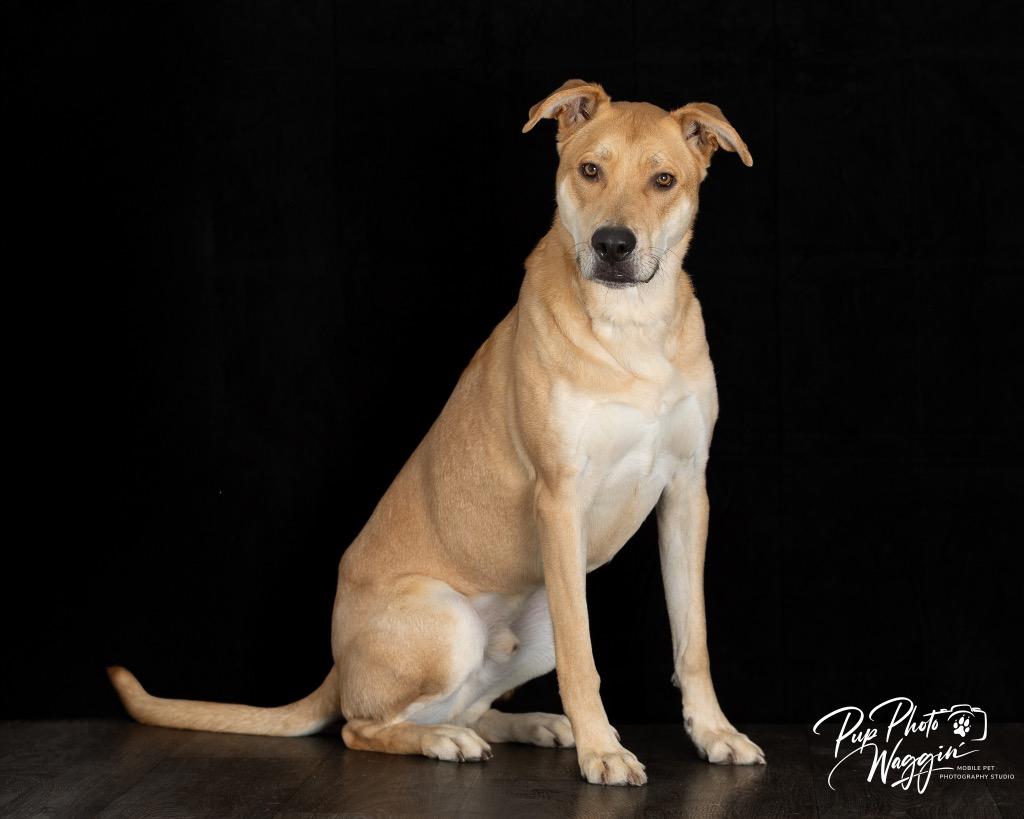 Enlarge Hank (FNA Toby), a Adoptable mixed breed in Claremore, OK image 2/6