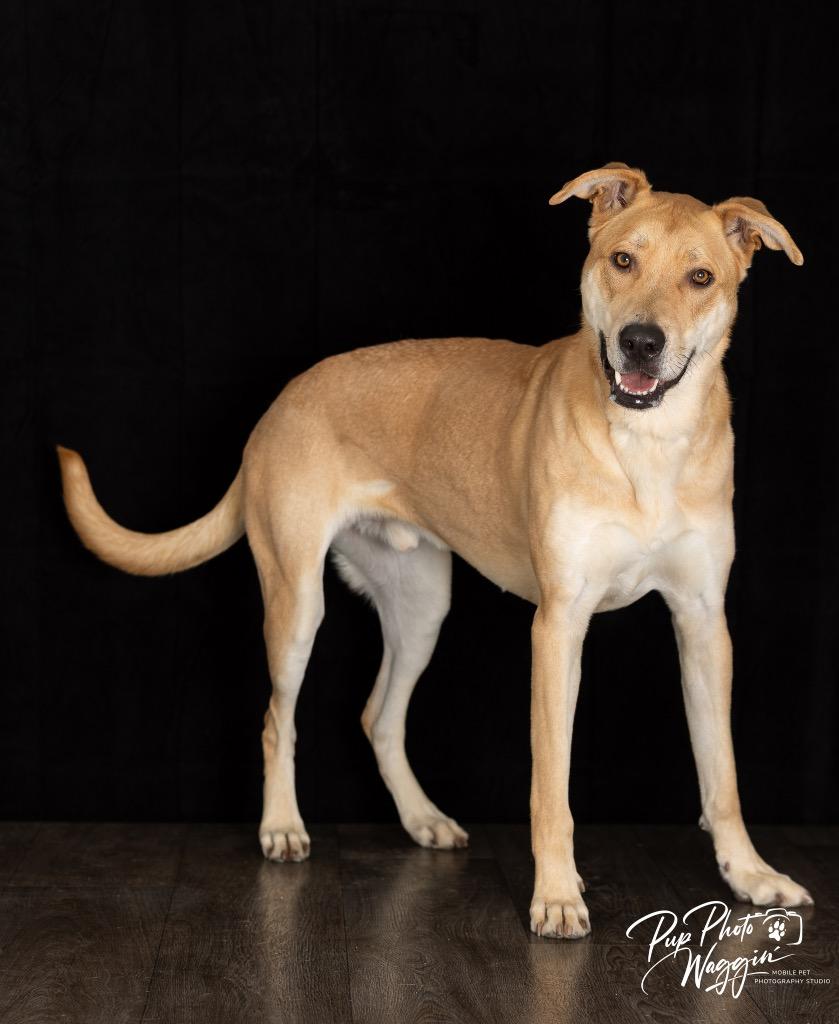 Enlarge Hank (FNA Toby), a Adoptable mixed breed in Claremore, OK image 3/6