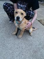 Enlarge Hank (FNA Toby), a Adoptable mixed breed in Claremore, OK image 1/6