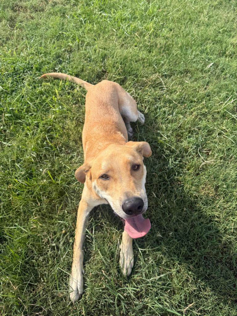 Enlarge Hank (FNA Toby), a Adoptable mixed breed in Claremore, OK image 3/6