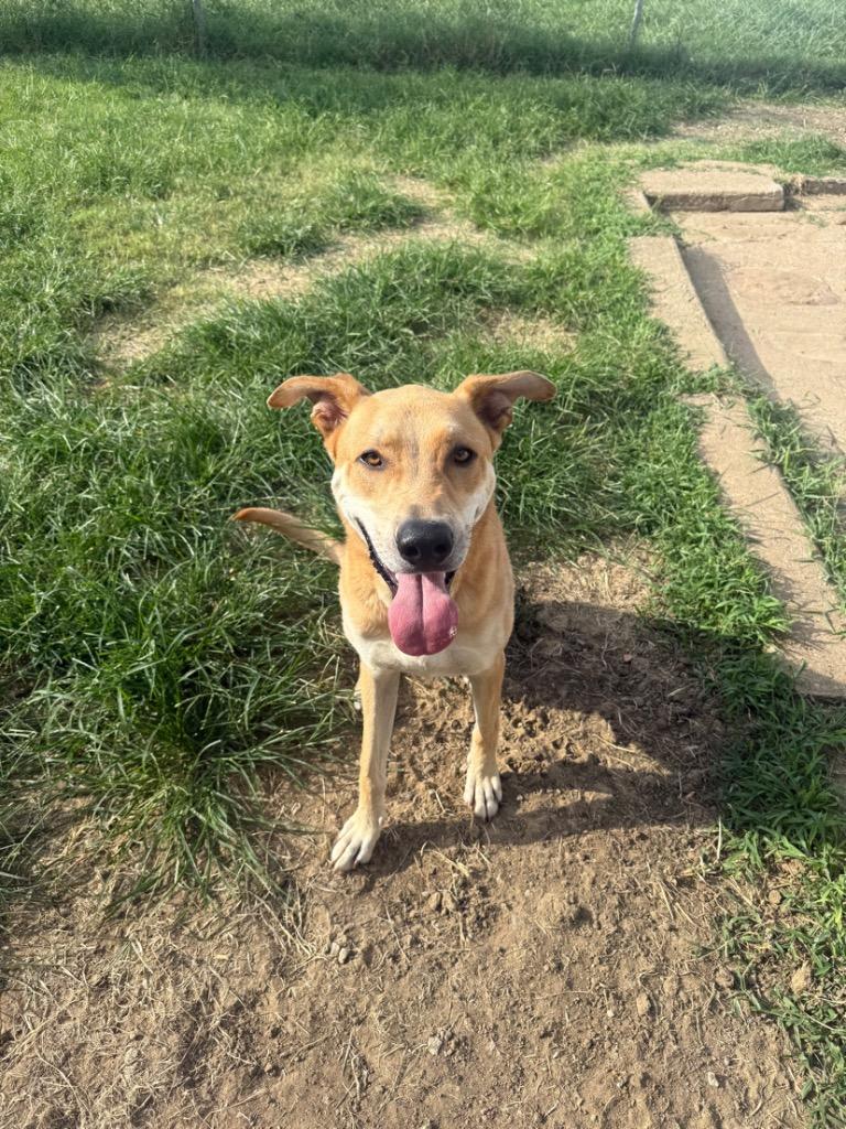 Enlarge Hank (FNA Toby), a Adoptable mixed breed in Claremore, OK image 6/6
