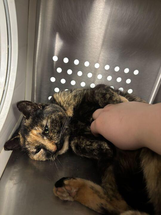 Fergie — thumbnail 4