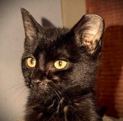 Enlarge JACK, an adopted Domestic Short Hair in Mankato, MN image 1/3