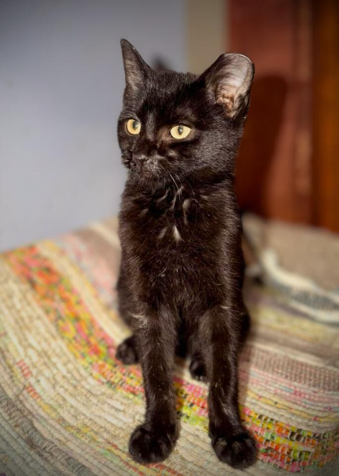 Enlarge JACK, an adopted Domestic Short Hair in Mankato, MN image 3/3
