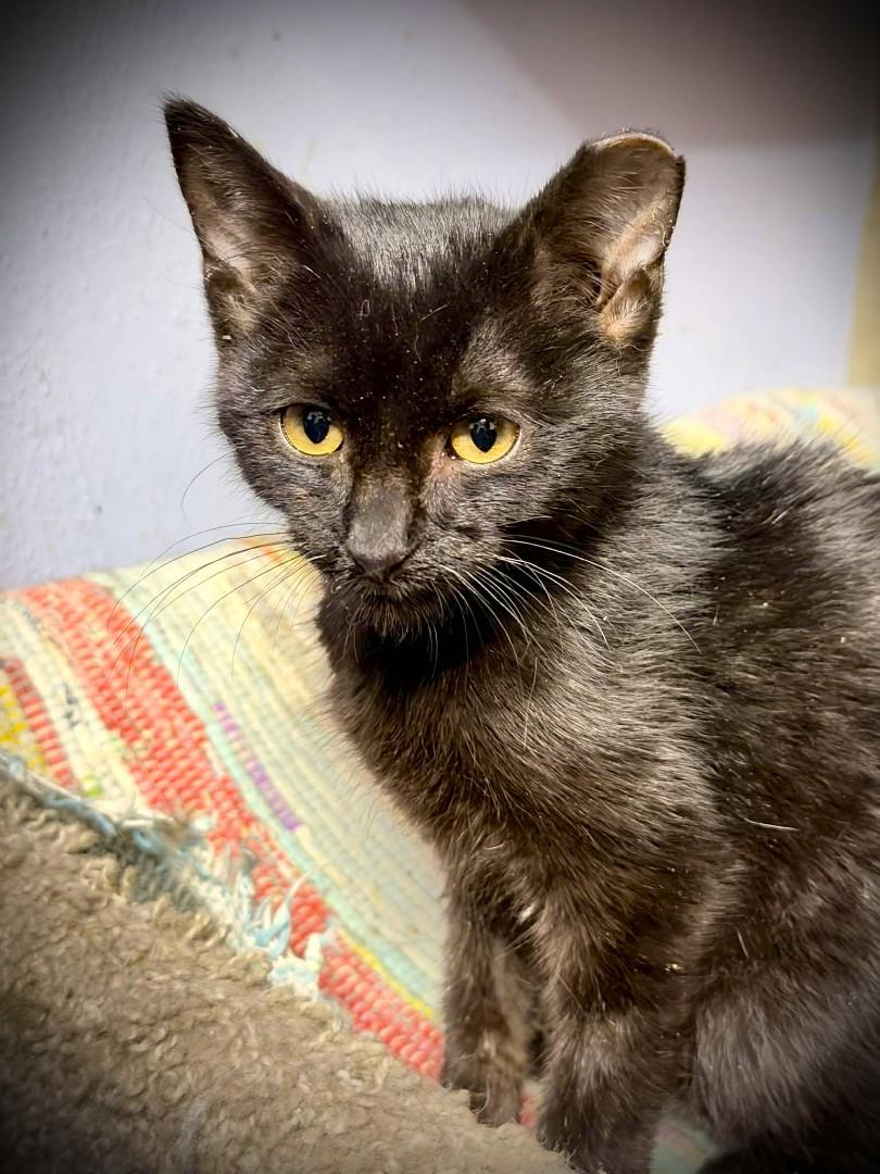 Enlarge JACK, an adopted Domestic Short Hair in Mankato, MN image 2/3