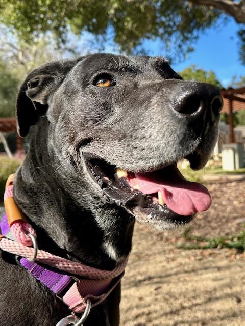 MORTICIA, Adoptable, Adult Female Great Dane & Pit Bull Terrier.
